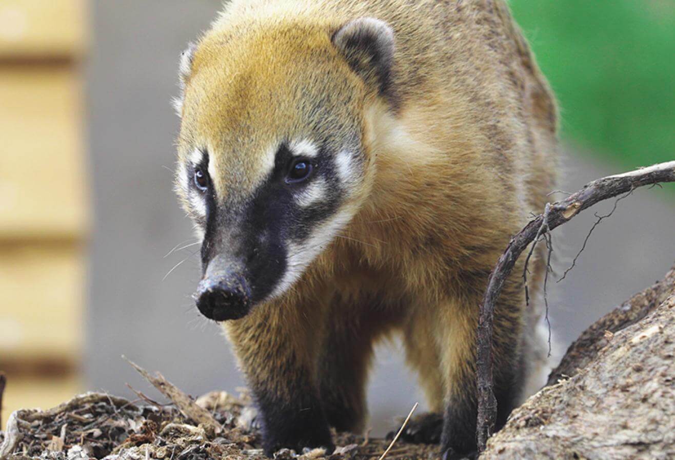 coatis
